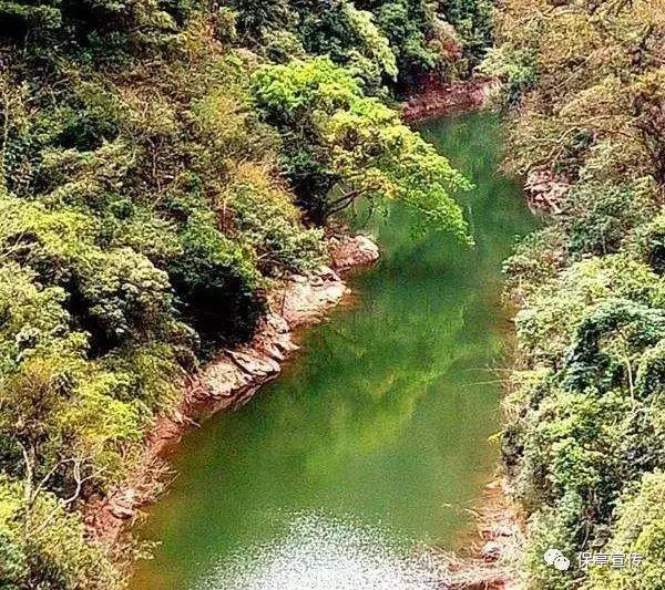 栀子落星海
